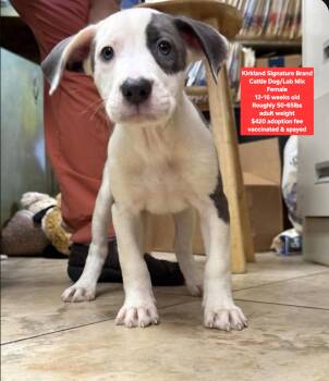 Kirkland Signature Brand -  Cattle Dog Dog for Adoption in Oviedo, Florida - Kirkland Signature Brand | PetCurious