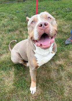 Zeus -  American Bully Dog for Adoption in Winchester, Virginia - Zeus | PetCurious