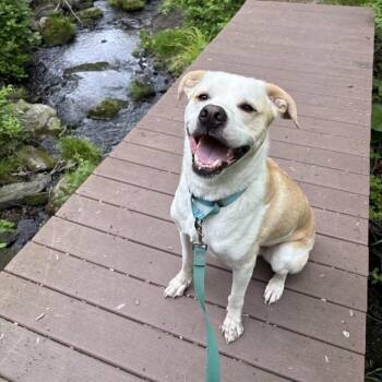 Bailey -  Mixed Breed Dog for Adoption in Middletown, Rhode Island - Bailey | PetCurious