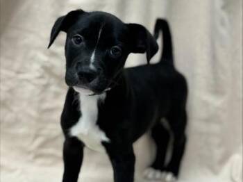 Labrador Retriever and Mixed Breed Dogs Available for Adoption - Bart | PetCurious