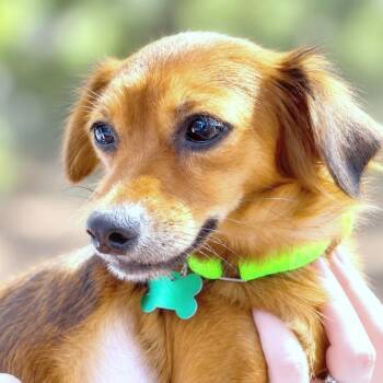 Delilah -  Chihuahua and Mixed Breed Dog for Adoption in Boerne, Texas - Delilah | PetCurious
