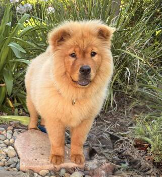 Apple Fritter -  Chow Chow Dog for Adoption in Palo Alto, California - Apple Fritter | PetCurious