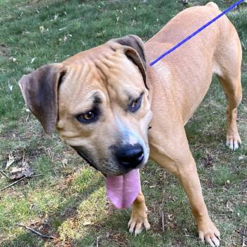 Pit Bull Terrier Dogs Available for Adoption in Greensboro, North Carolina - LANE | PetCurious