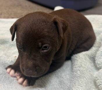 Snickers -  Shar Pei and Mixed Breed Dog for Adoption in Honolulu, Hawaii - Snickers | PetCurious