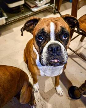 Sophie -  Boxer Dog for Adoption in Monticello, New York - Sophie | PetCurious