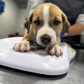 Jimmy -  Hound and Mixed Breed Dog for Adoption in Tampa, Florida - Jimmy | PetCurious
