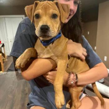 Brother aka Linus -  Labrador Retriever and Chihuahua Dog for Adoption in Griswold, Connecticut - Brother Aka Linus | PetCurious