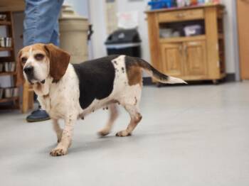 Rescue Beagle Dogs for Adoption in Penns Grove, New Jersey - Dolly | PetCurious
