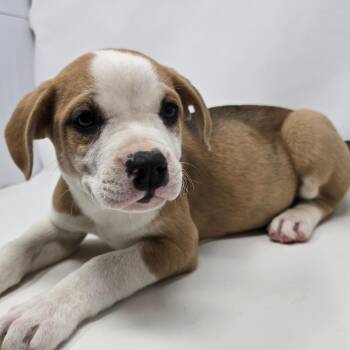Mixed Breed Dogs Available for Adoption in Columbia, Missouri - Yahtzee | PetCurious