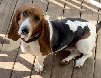 PRISCILLA -  Basset Hound Dog for Adoption in Hamilton, New Jersey - PRISCILLA | PetCurious