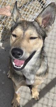 German Shepherd Dog and Mixed Breed Dogs Available for Adoption in Edgewood, New Mexico - Espresso | PetCurious