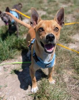 Rooster -  Chihuahua Dog for Adoption in Santa Rosa, California - Rooster | PetCurious
