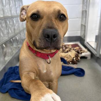 Miku -  Mixed Breed Dog for Adoption in Pittsburgh, Pennsylvania - Miku | PetCurious
