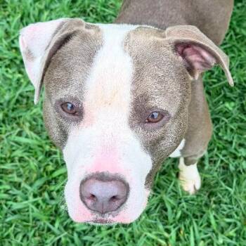 Laika -  American Staffordshire Terrier Dog for Adoption in Saluda, Virginia - Laika | PetCurious