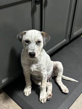 Australian Cattle Dog Blue Heeler and Cattle Dog Dogs Available for Adoption in Fort Lupton, Colorado - Muisne | PetCurious