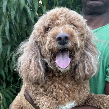 Ginger - Local July 10-12 -  Labradoodle Dog for Adoption in Brookshire, Texas - Ginger - Local July 10-12 | PetCurious