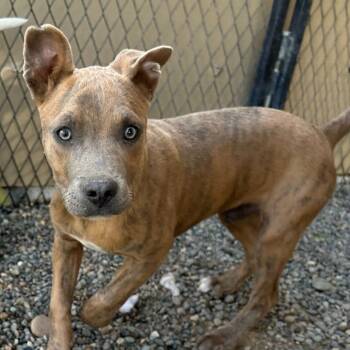 Rescue Pit Bull Terrier Dogs for Adoption in Grand Junction, Colorado - Gill | PetCurious