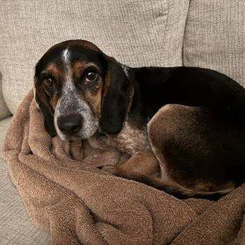 Rescue Beagle Dogs for Adoption in Northbrook, Illinois - Bloody Mary | PetCurious