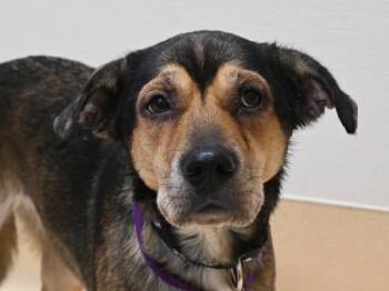 Coconino -  German Shepherd Dog and Labrador Retriever Dog for Adoption in Portland, Oregon - Coconino | PetCurious