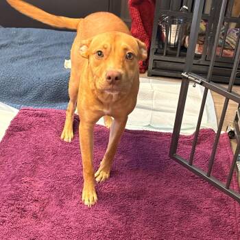 Nythren -  Terrier Dog for Adoption in St. Louis, Missouri - Nythren | PetCurious