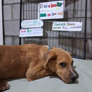 Blues -  Catahoula Leopard Dog and Mixed Breed Dog for Adoption in Chicago, Illinois - Blues | PetCurious