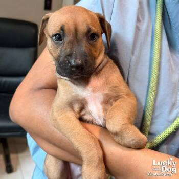 Puppy Priscilla -  Retriever Dog for Adoption in Washington, District Of Columbia - Puppy Priscilla | PetCurious
