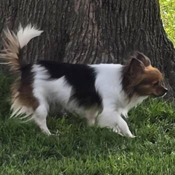 Mia (fka Micah) -  Chihuahua and Pomeranian Dog for Adoption in Edwards, Illinois - Mia (fka Micah) | PetCurious