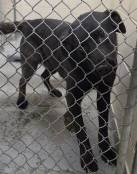 Husky and Labrador Retriever Dogs Available for Adoption in Anchorage, Alaska - WARREN | PetCurious