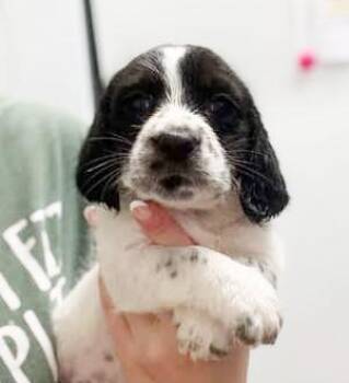 Beagle and Basset Hound Dogs Available for Adoption in Bedford Hills, New York - Toby Is A Tiny Goofball Treasure!  WOW So Awesome - VIDEO | PetCurious