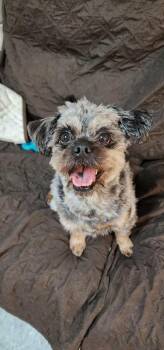 Peanut -  Shih Tzu Dog for Adoption - Peanut | PetCurious