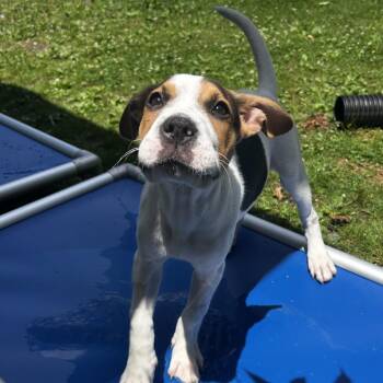 Suchomimus -  Mixed Breed Dog for Adoption in Spruce Pine, North Carolina - Suchomimus | PetCurious