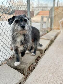 Terrier and Mixed Breed Dogs Available for Adoption - Mapache | PetCurious