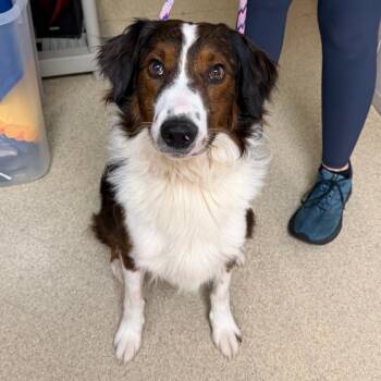 Bruno -  Australian Shepherd and Mixed Breed Dog for Adoption in Naperville, Illinois - Bruno | PetCurious