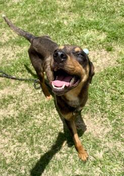 Fuji -  Catahoula Leopard Dog Dog for Adoption in Lancaster, South Carolina - Fuji | PetCurious