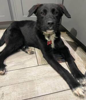 Midnight -  Border Collie Dog for Adoption in Kiowa, Oklahoma - Midnight | PetCurious