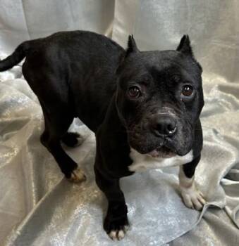 Macie -  American Bulldog and Mixed Breed Dog for Adoption in West Memphis, Arkansas - Macie | PetCurious