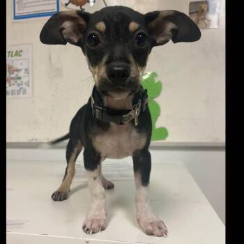 Darcy -  Chihuahua and Mixed Breed Dog for Adoption in Austin, Texas - Darcy | PetCurious