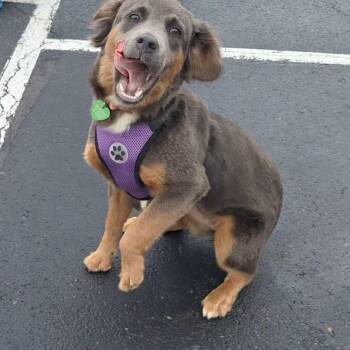 Mixed Breed Dogs Available for Adoption in Silver Spring, Maryland - Nevada | PetCurious