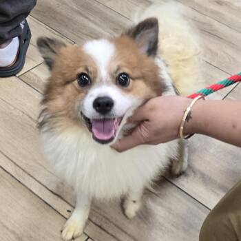 Papillon and Pomeranian Dogs Available for Adoption in Newark, New Jersey - Annie | PetCurious