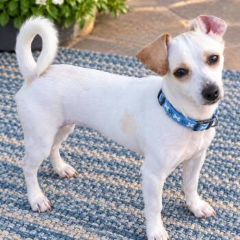 PLEAKLEY (Adorable, Sweet, Affectionate, Funny Puppy, Irresistib -  Chiweenie and Terrier Dog for Adoption in Houston, Texas - PLEAKLEY (Adorable, Sweet, Affectionate, Funny Puppy, Irresistib | PetCurious