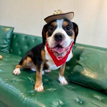 Bogey Boogaloo Full Package Cutie -  American Bulldog and Boxer Dog for Adoption in Friendswood, Texas - Bogey Boogaloo Full Package Cutie | PetCurious