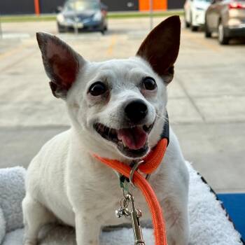 Rescue Chihuahua Dogs for Adoption in Houston, Texas - Toodles | PetCurious