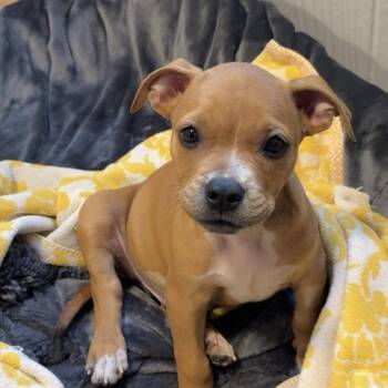 Kramer -  Pit Bull Terrier Dog for Adoption in Madison, Wisconsin - Kramer | PetCurious