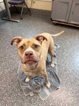 Azalea -  Pit Bull Terrier and Mixed Breed Dog for Adoption in Westland, Michigan - Azalea | PetCurious