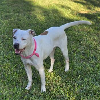 Pointer Dogs Available for Adoption in San Antonio, Texas - Minti | PetCurious