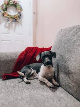 Benny -  Chiweenie Dog for Adoption in Goodyear, Arizona - Benny | PetCurious