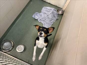 LEO -  Mixed Breed Dog for Adoption in Santa Fe, New Mexico - LEO | PetCurious