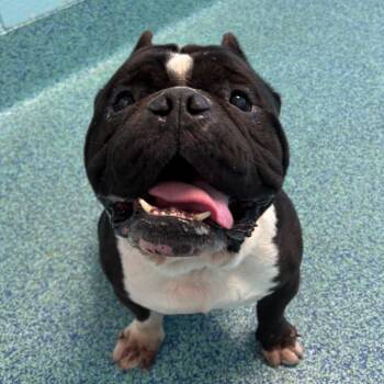 Spud -  Mixed Breed Dog for Adoption - Spud | PetCurious
