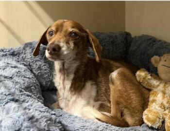 Chihuahua Dogs Available for Adoption in Larkfield-wikiup, California - Barney | PetCurious
