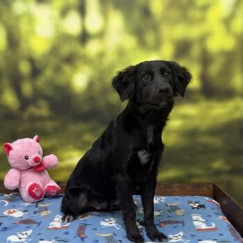 Ham -  Mixed Breed Dog for Adoption in Auburn, New Hampshire - Ham | PetCurious